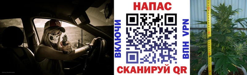 магазин    Мончегорск  Каннабис индика 